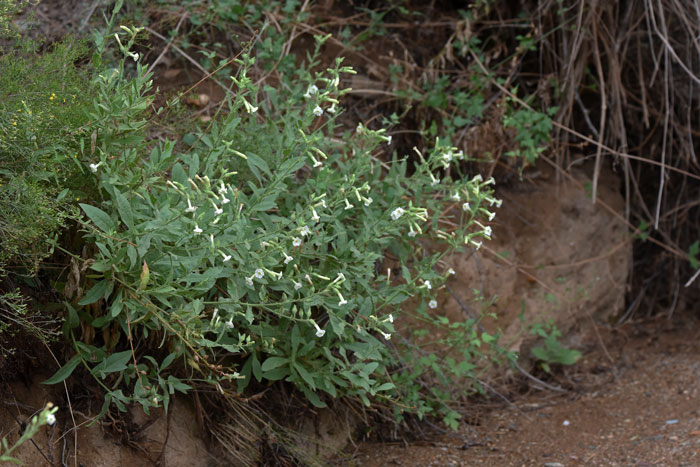Desert Tobacco is a native plant common along sandy washes, gravelly or rocky washes and slopes. It may be found at elevations up to 6,000 feet. Nicotiana obtusifolia 